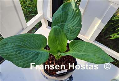 Hosta Generation X